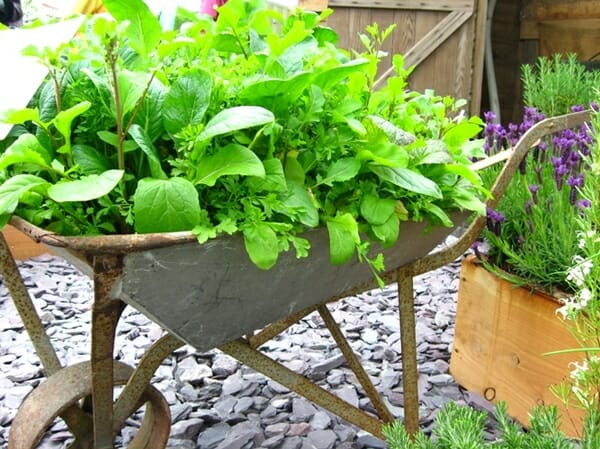 Portable Gardens for Renters and Tenants