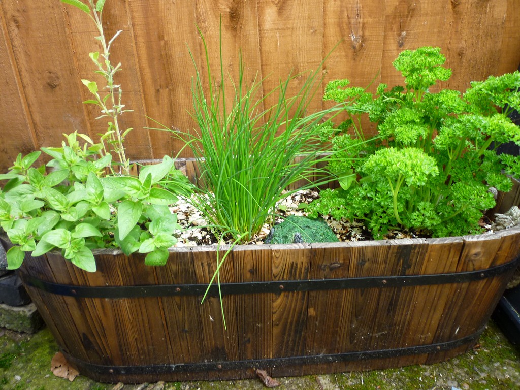 Best Growing Herbs For Your Home