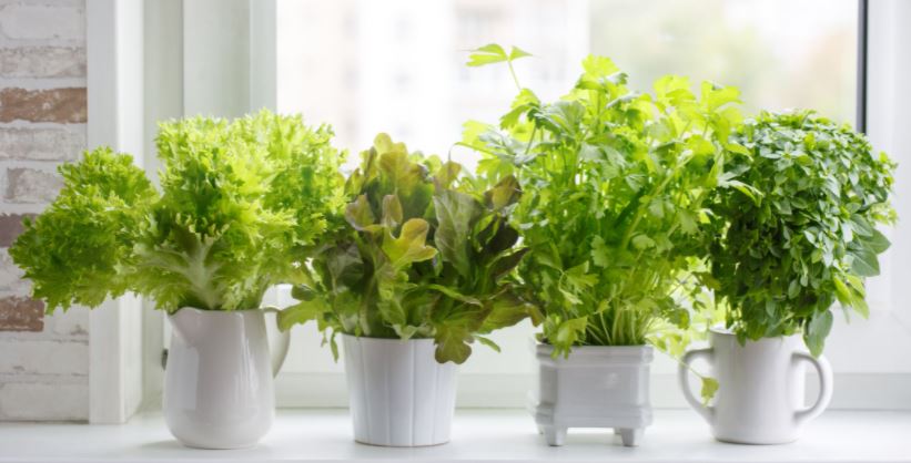 Indoor kitchen plants