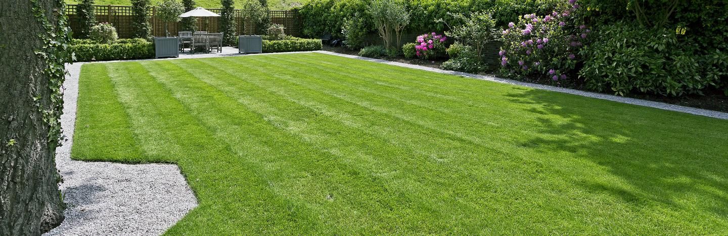 What Is The Best Grass For Your Home?