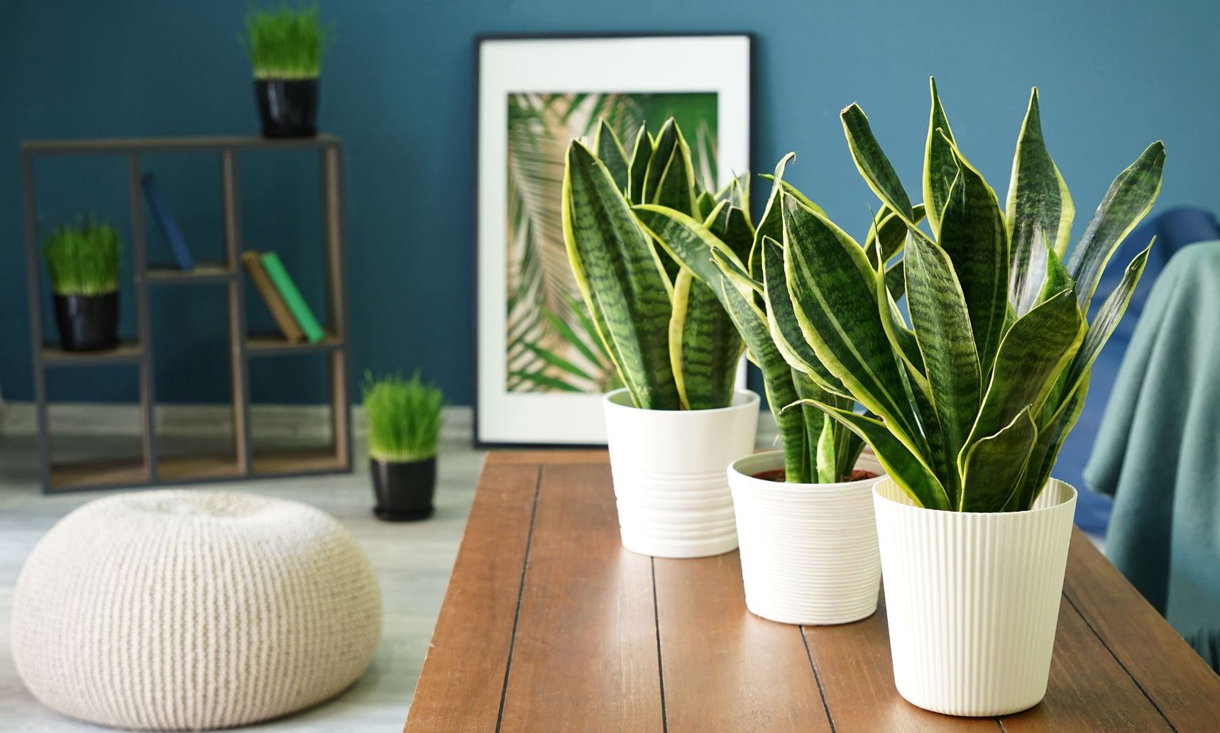 The Best Indoor Plants for Clean Air and Improved Health